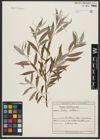 Foto von Salix alba L.